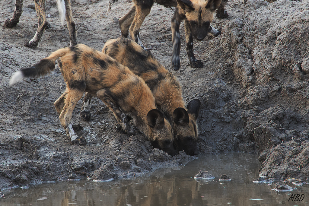Los cachorros sacian su sed bajo la supervisión de los adultos