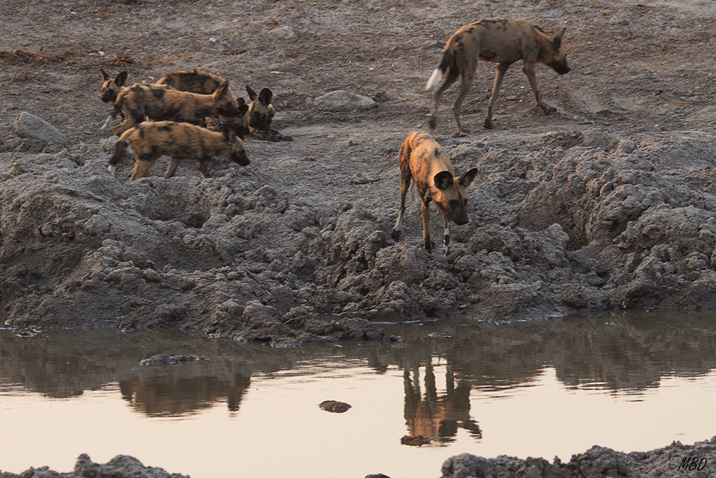 La manada se demora en la poza