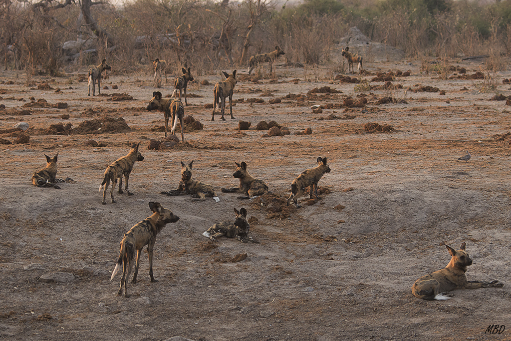 La manada al completo