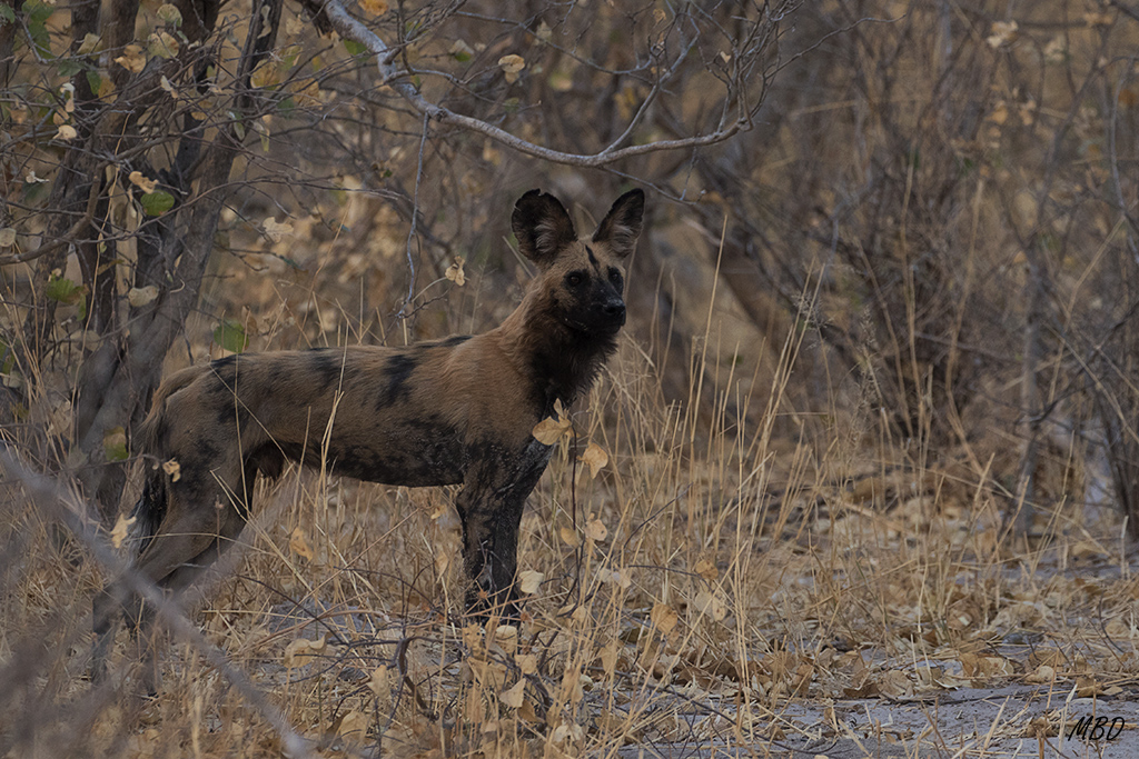 Hay que buscar un lugar seguro para los cachorros