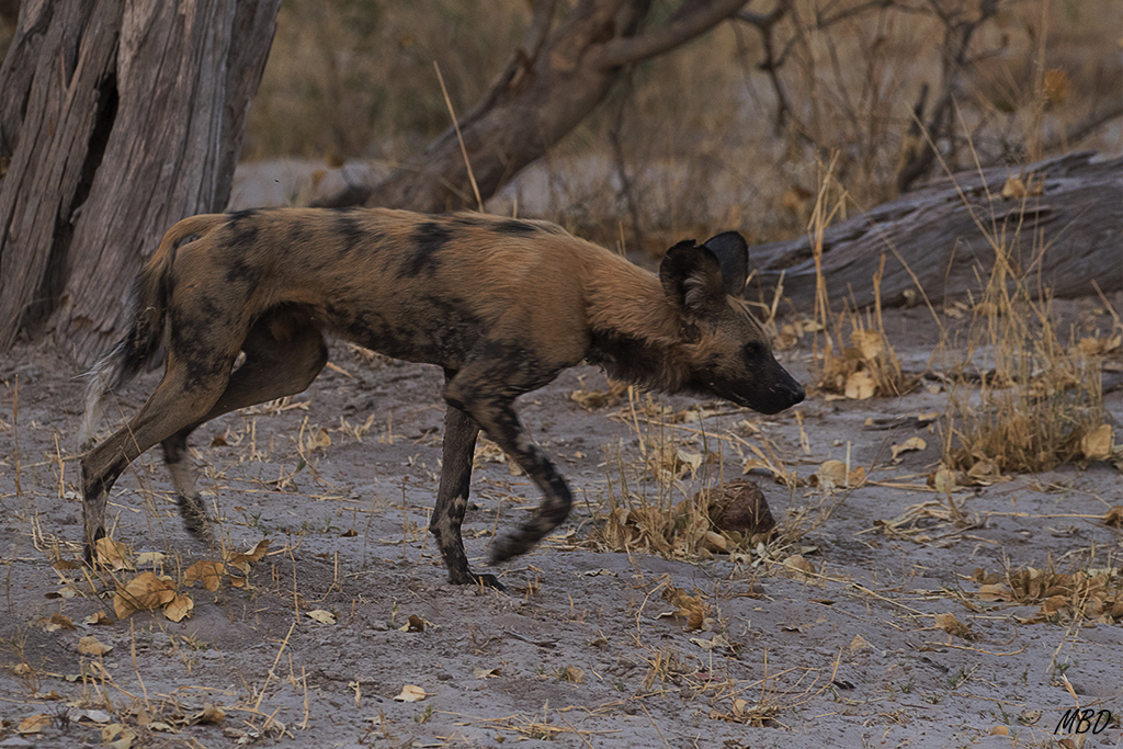 Rastros de león. Habrá que alejarse.