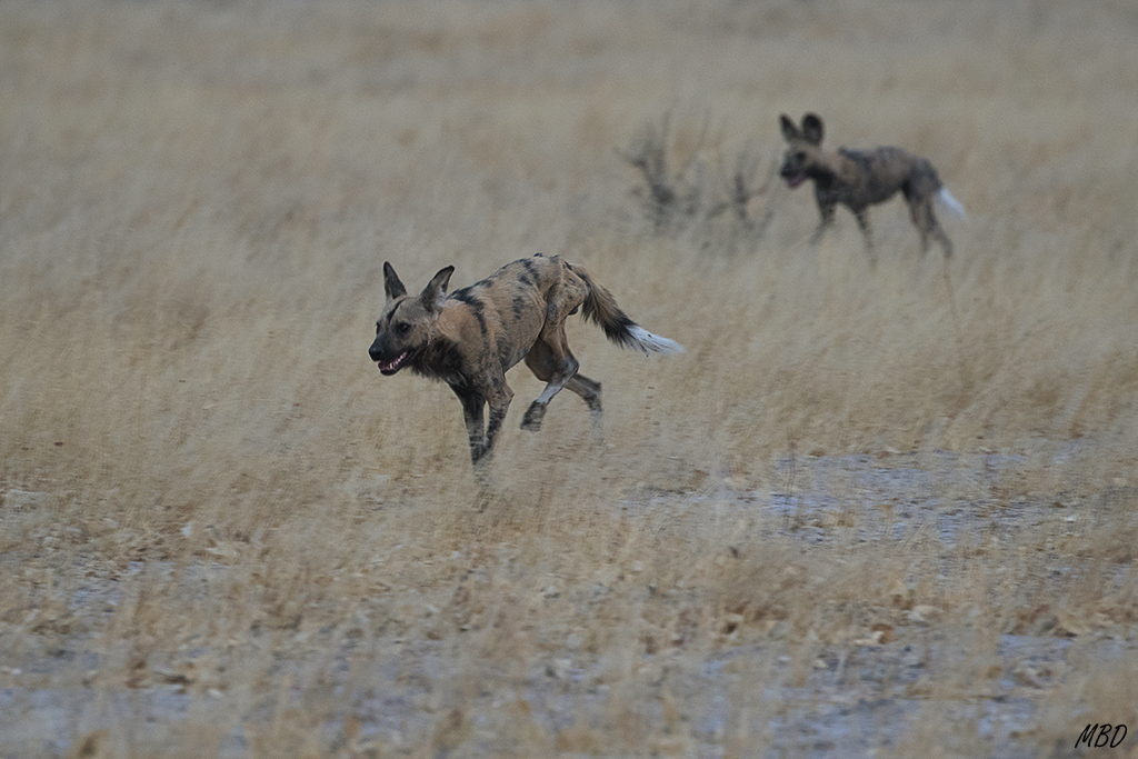 Comienzan las carreras