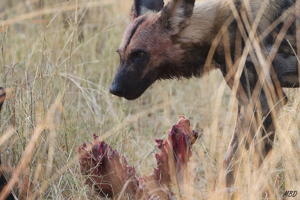 Lo han conseguido. Comienza el festín.