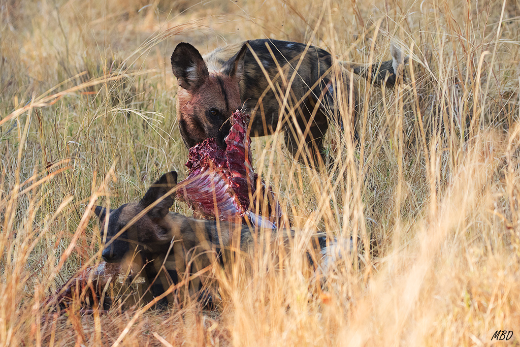 Los licaones se entregan a devorar, rasgar, engullir...