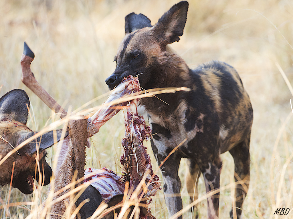 Fugaces visiones de partes reconocibles del desafortunado impala