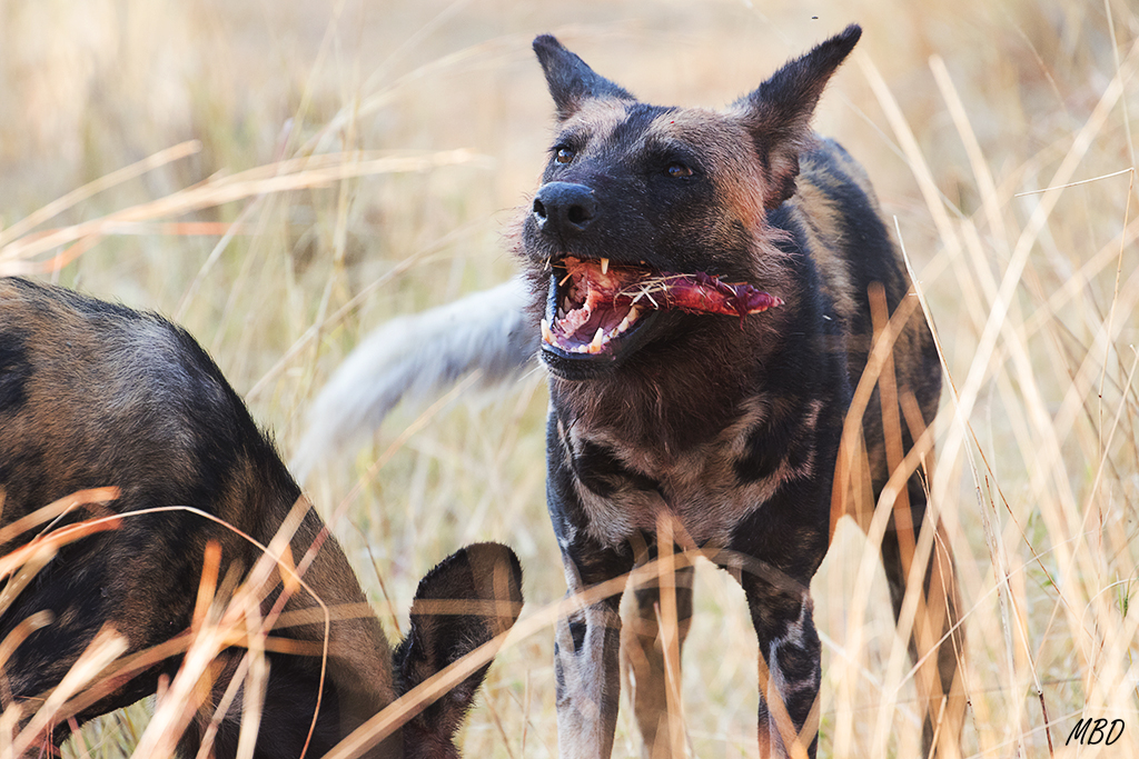 Sólo permanece el rastro de sangre tiznando la hierba y su pelaje