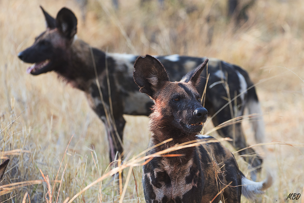 Siempre uno de ellos permanece vigilante