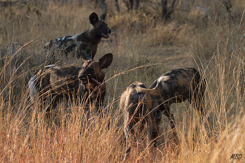 Si llega algún depredador, tendrán que abandonar su presa