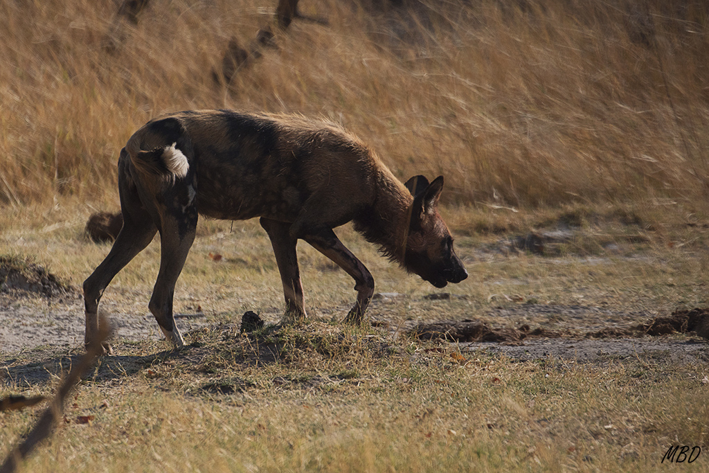 Los milanos de pico amarillo no van a encontrar gran cosa