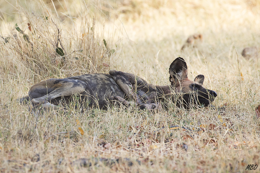 Revolcarse en la hierba forma parte del ritual