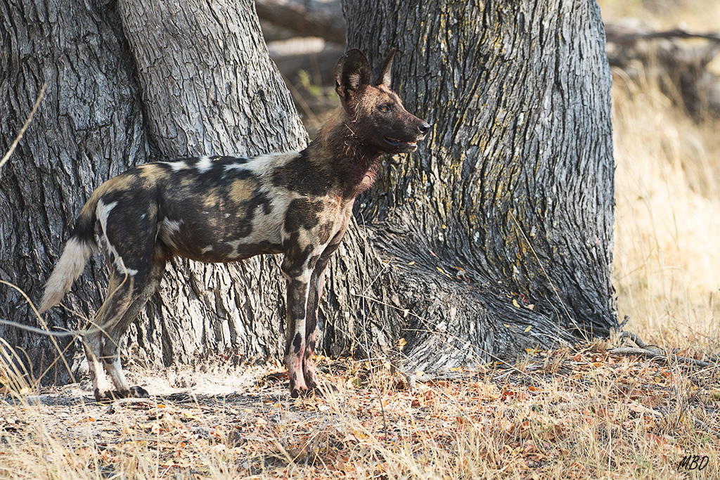 La panza llena, demoran la vuelta unos minutos.