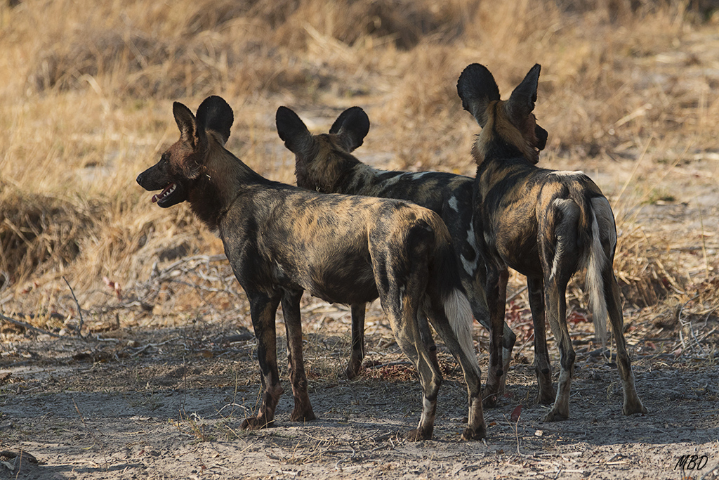 Se reagrupan para el regreso