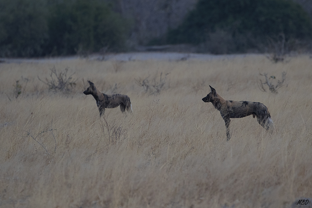 Con las últimas luces, llaman a los cachorros