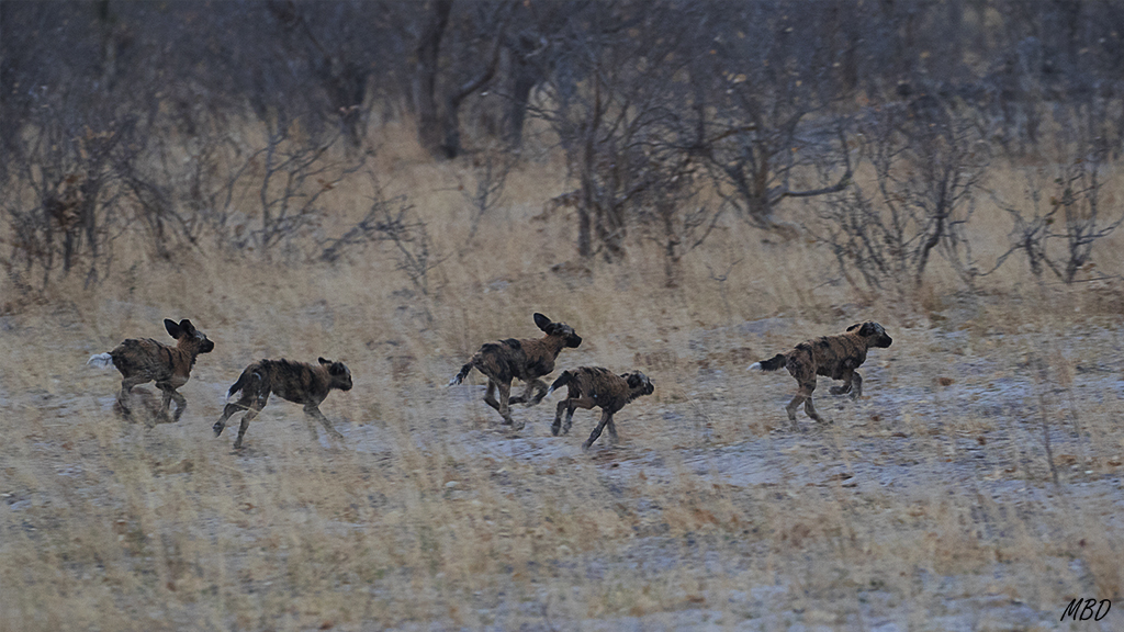 Que, ahora sí, acuden veloces.