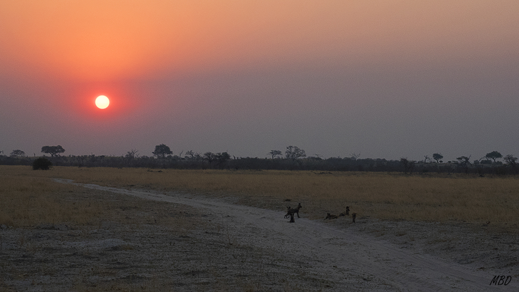 Ha sido un buen día de caza y un triunfo de la manada en su trabajo colectivo