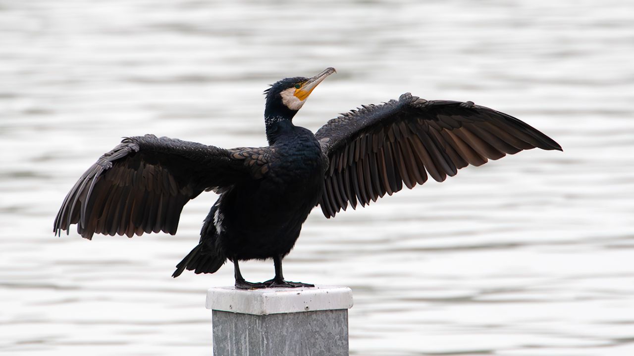 Cormorán