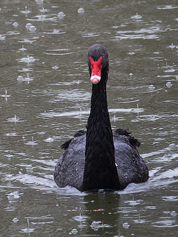 Lluvia en el Palacio de Cristal
