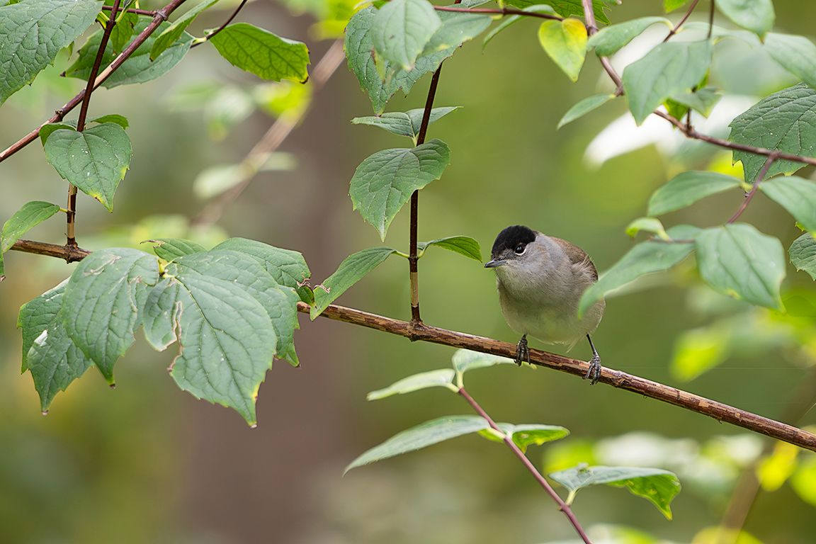 Curruca capirotada macho