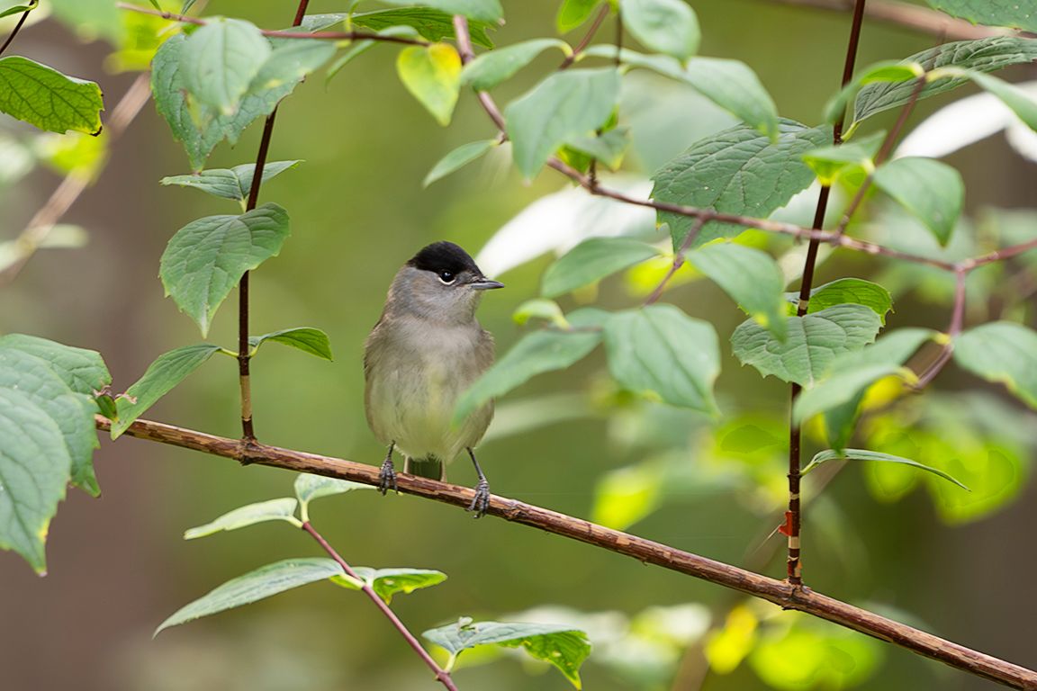 Curruca capirotada macho
