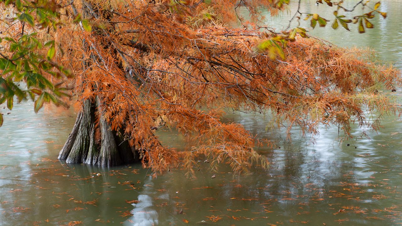 Otoño en el Palacio de Cristal