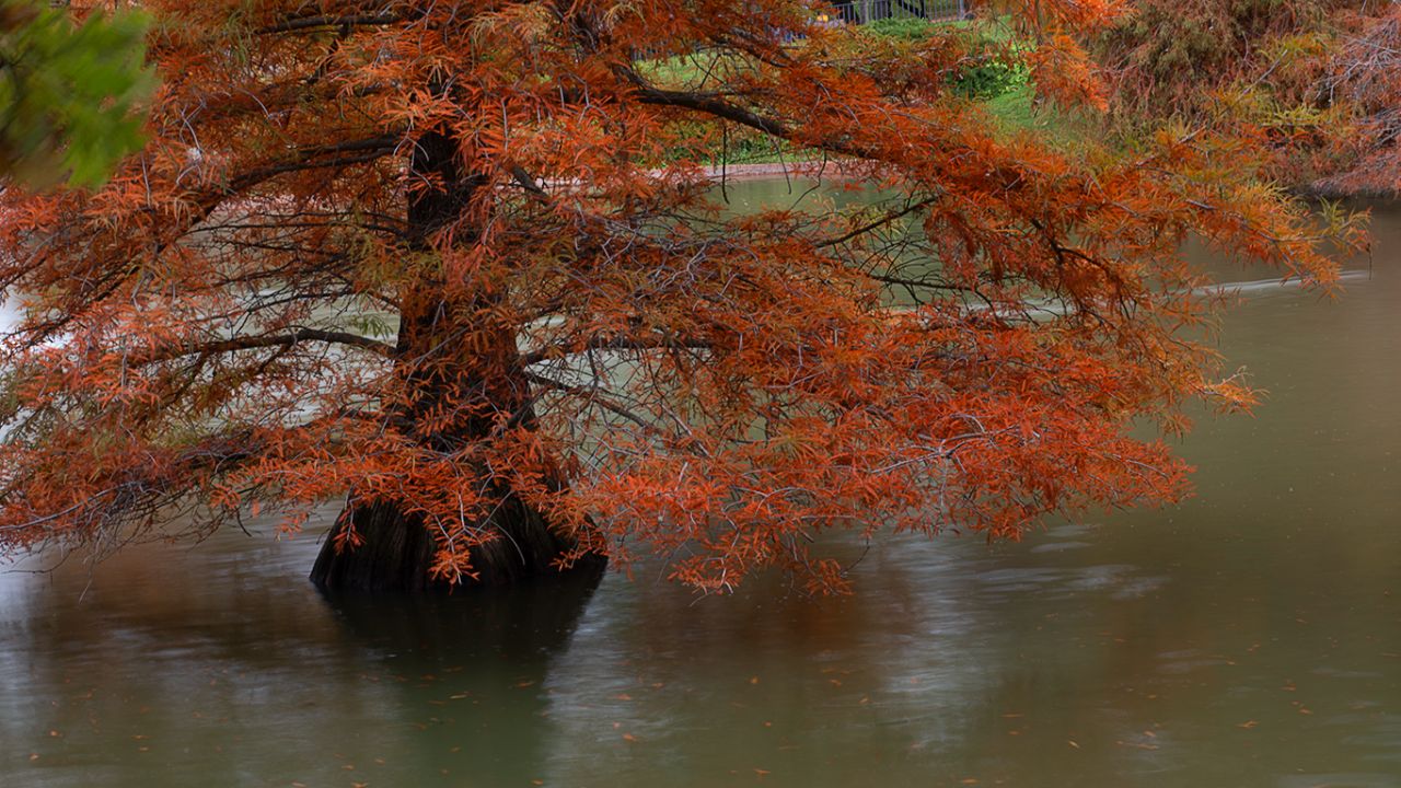 Otoño en el Palacio de Cristal