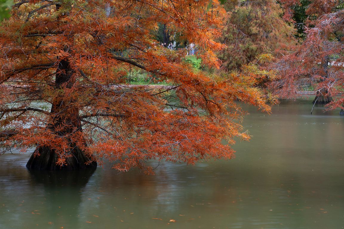 Otoño en el Palacio de Cristal