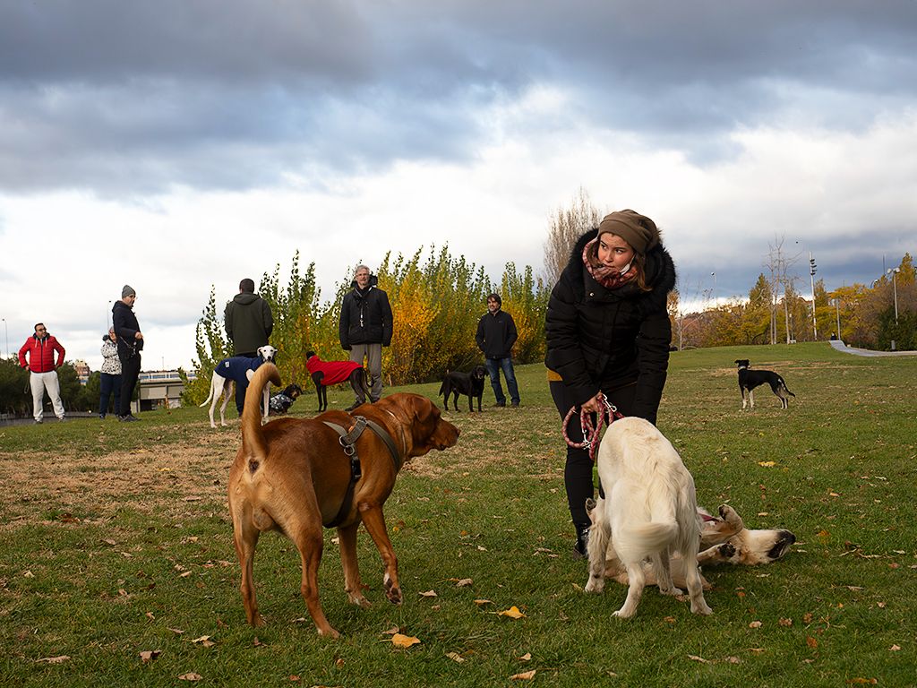 El patio de los perros