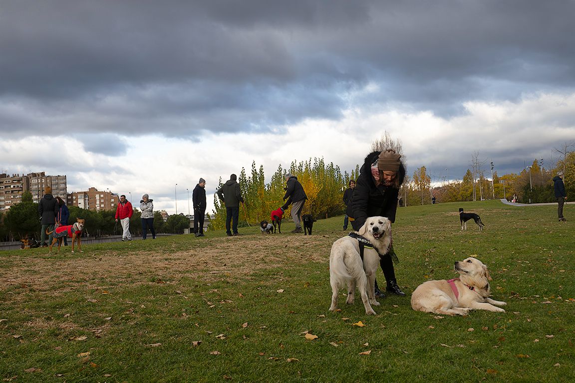 El patio de los perros