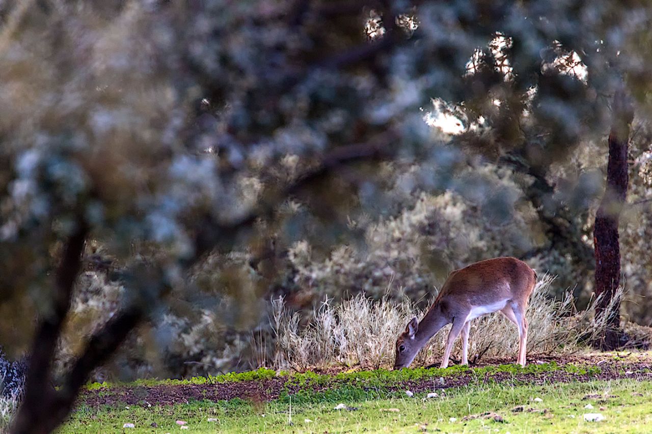 Gamo en el encinar