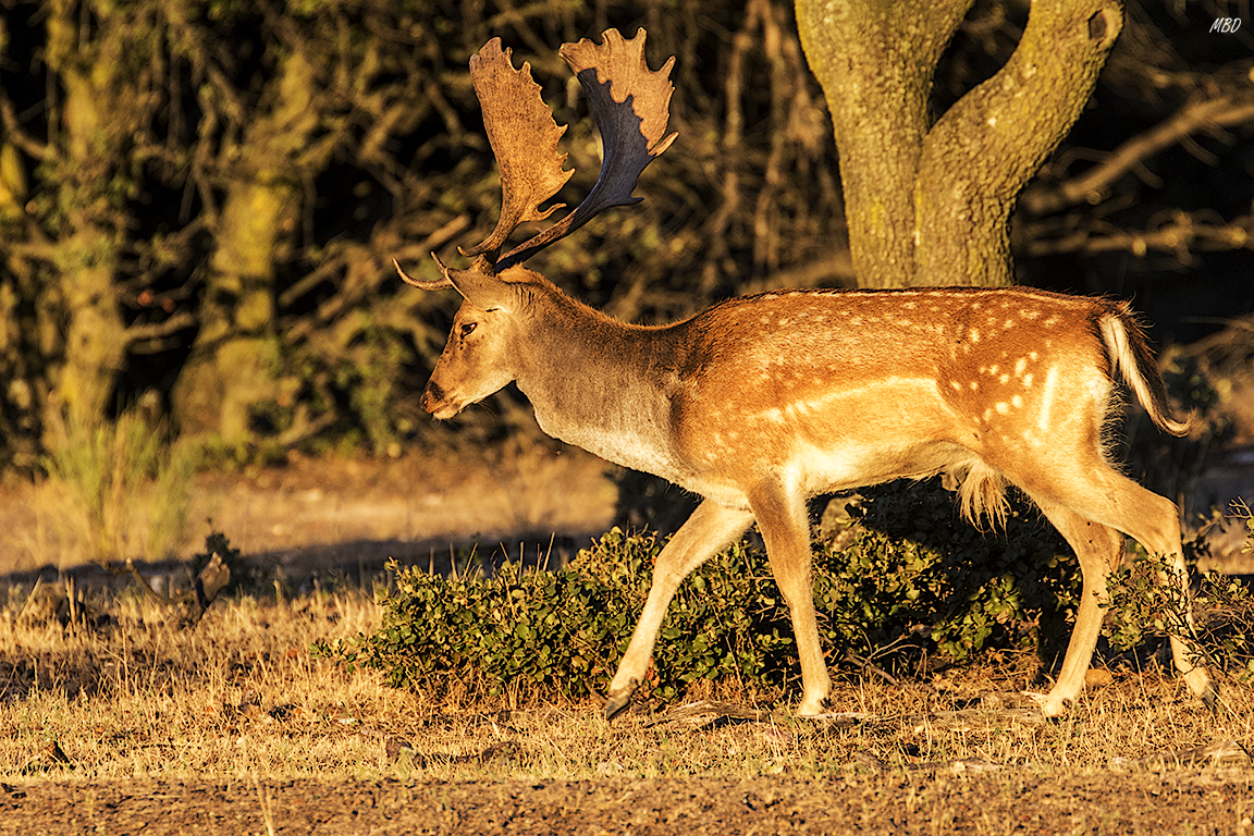 Soto de Viñuelas, sep17