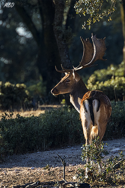 Soto de Viñuelas, sep17