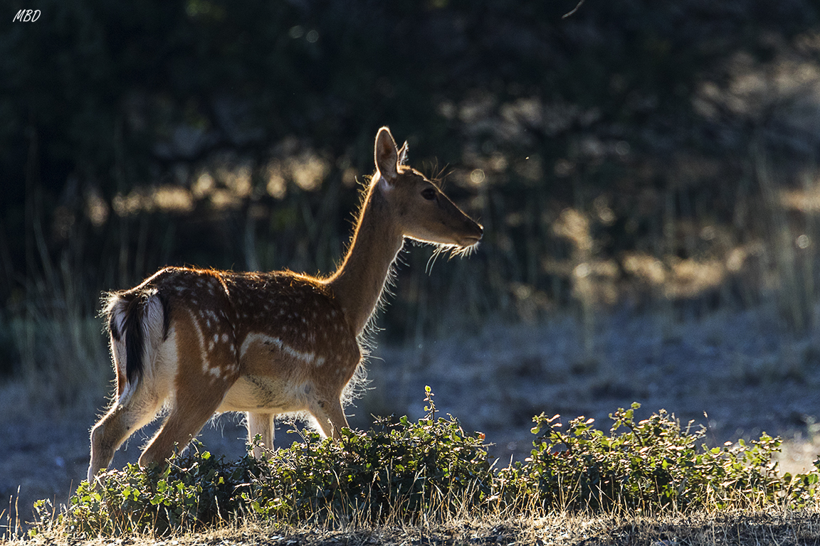 Soto de Viñuelas, sep17