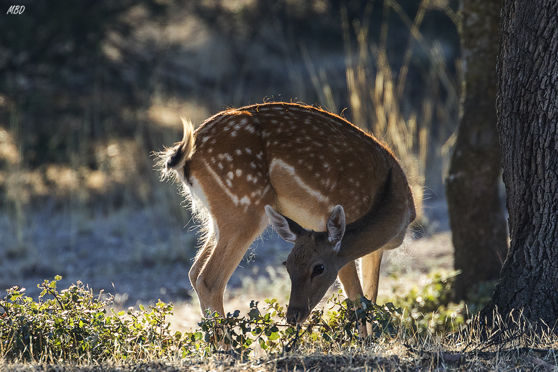 Soto de Viñuelas, sep17
