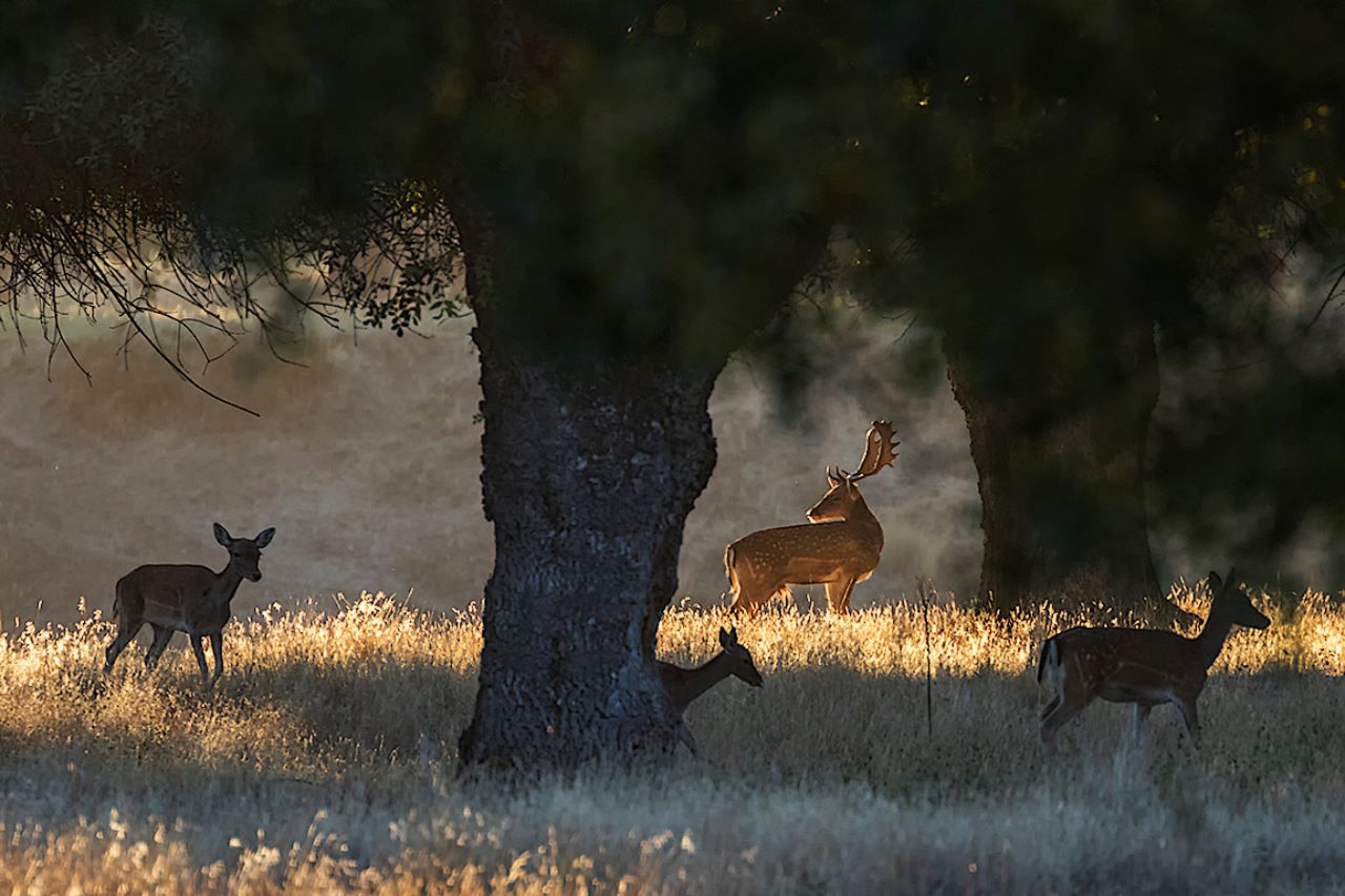 Soto de Viñuelas, oct2017