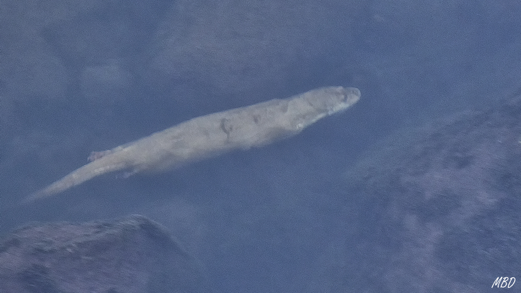 Andújar, ene2017. Desaparece buceando en las aguas heladas.