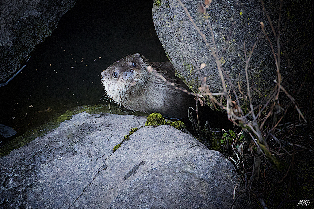 Andújar, ene2017. Curiosa nos mira antes de desaparecer.