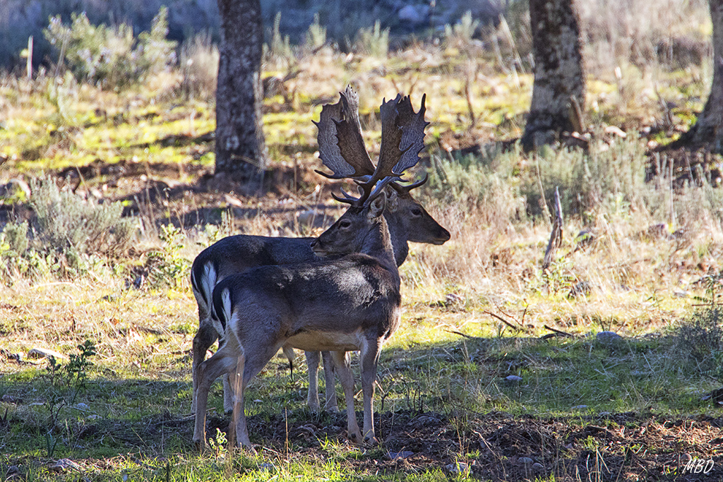 Andújar, ene2017. Me gusta esa simetría inversa.
