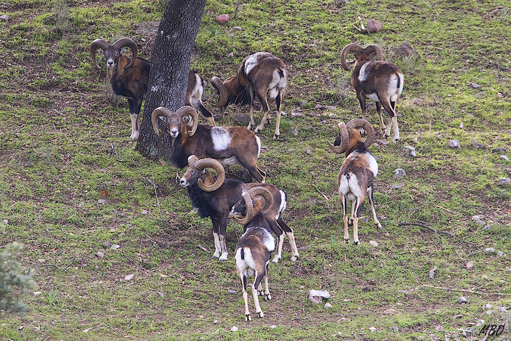 Andújar, ene2017. Un buen grupo de machos.