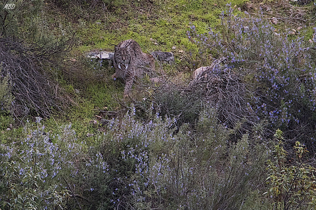 Andújar, ene2017. Algo lejano, cuesta verlo.