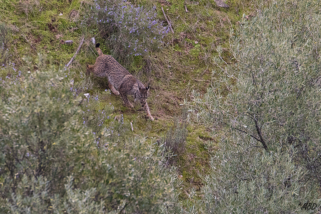 Andújar, ene2017. Lentamente desciende hasta ocultarse y perderse de vista.