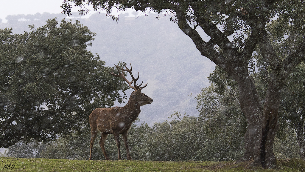 Andújar, ene2017. Comienza a nevar.