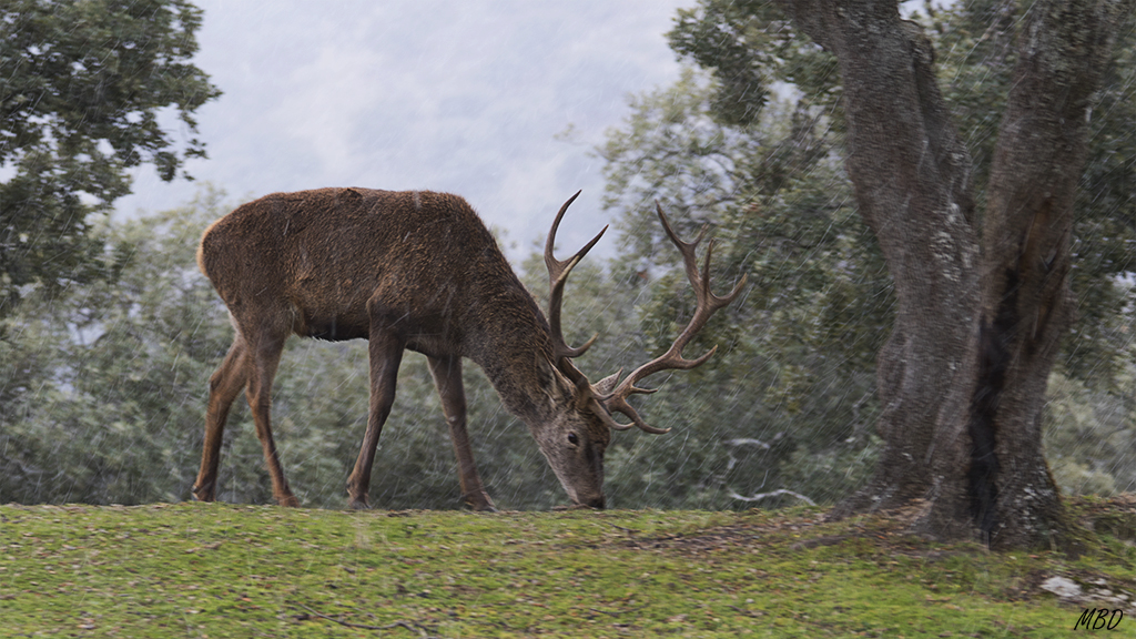 Andújar, ene2017. No le inquieta la presencia del coche.