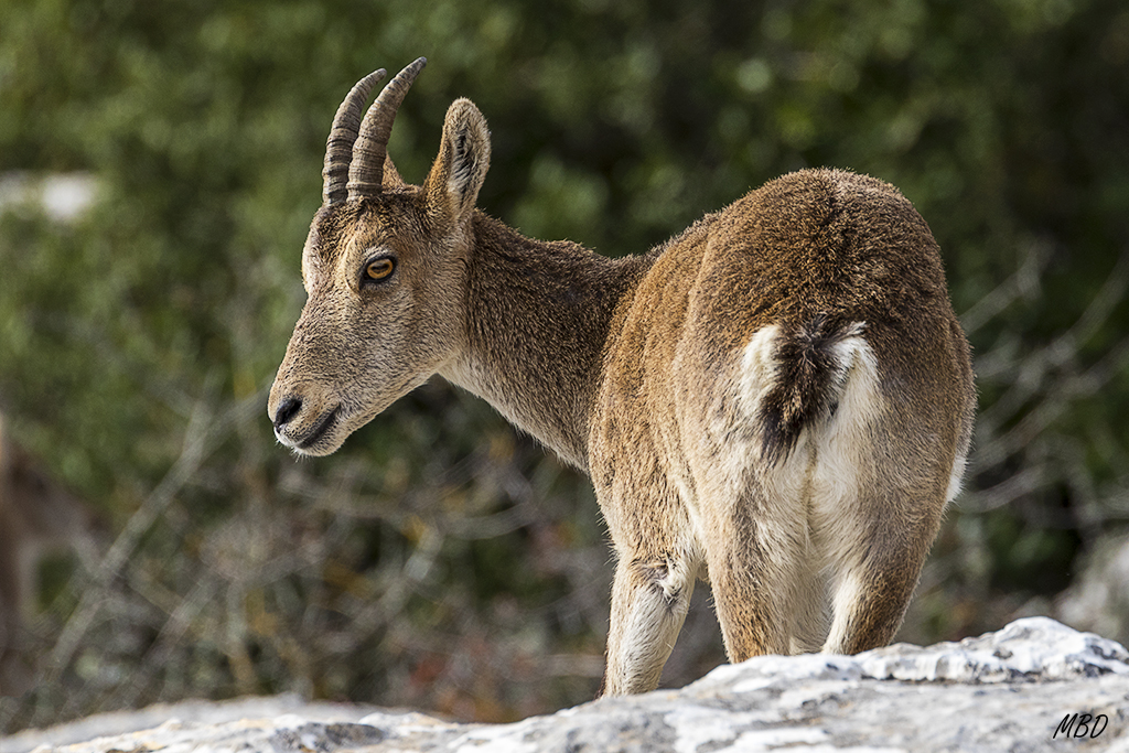 Torcal de Antequera, nov2016