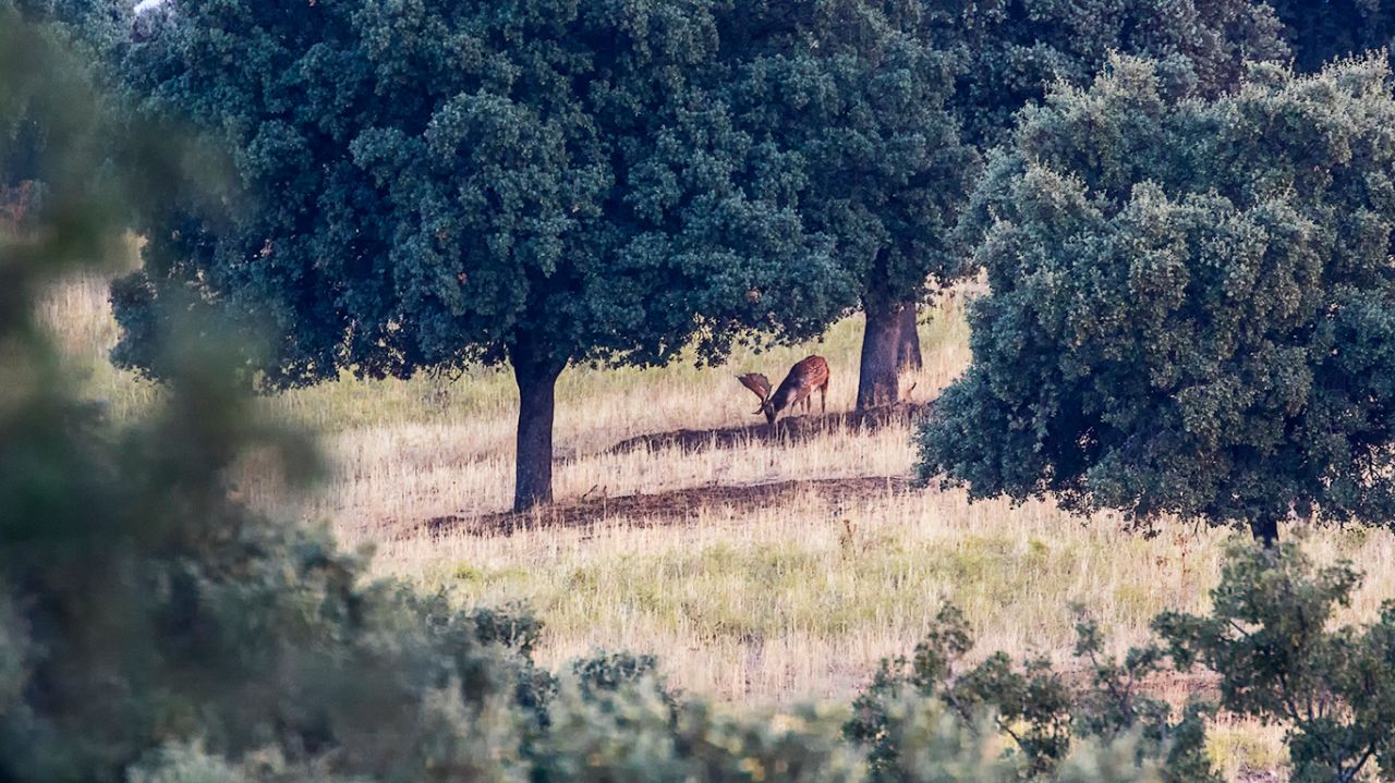 Gamo en el encinar