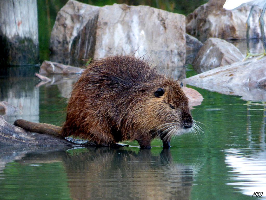 La Camarga, jun2014.