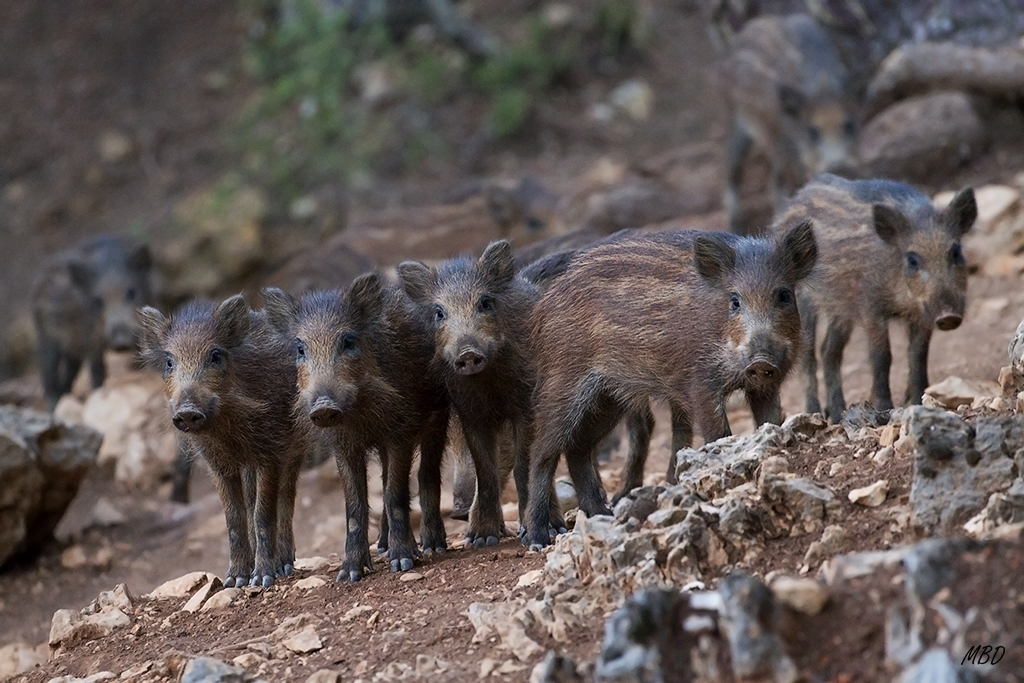 Cazorla, jul2015. Curiosos se acercaron. Los adultos vigilaban. No había luz!