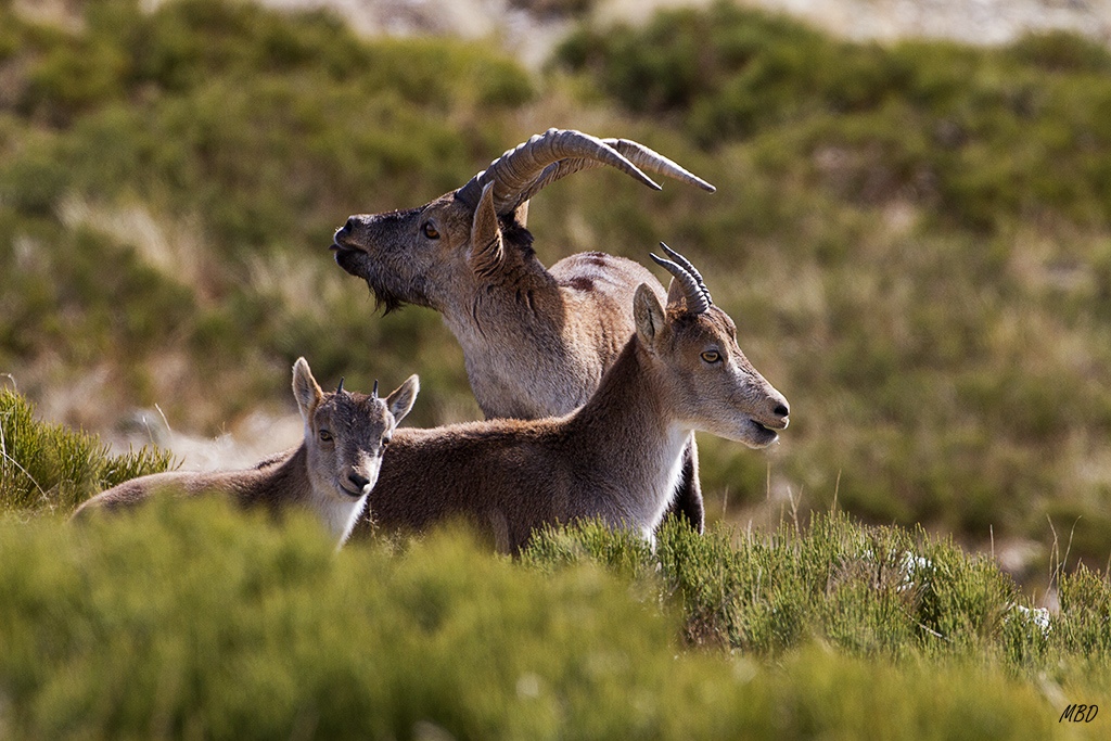 Dic2015. Me gustó verlos mirando en diferentes direcciones. Sólo el pequeño me prestaba atención.