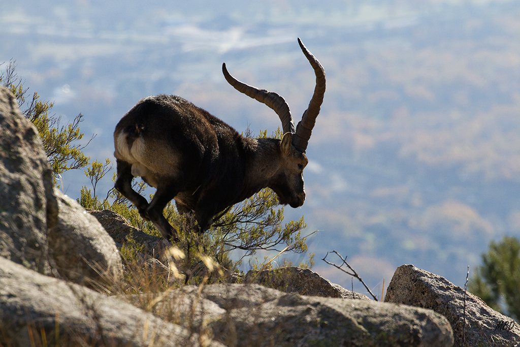 Dic2015. Emprendió su carrera al acercarme.