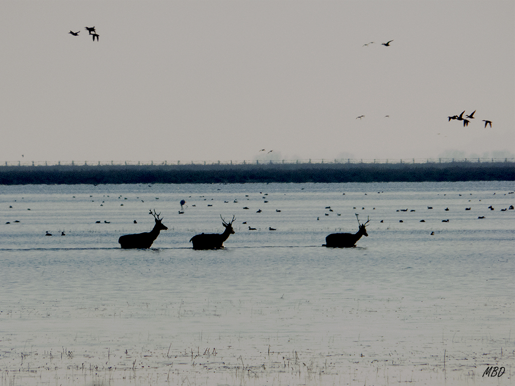 Doñana, ene2015. Cruzaron la marisma con parsimonia.