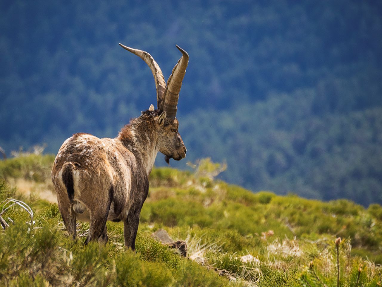 Navacerrada, may2017 